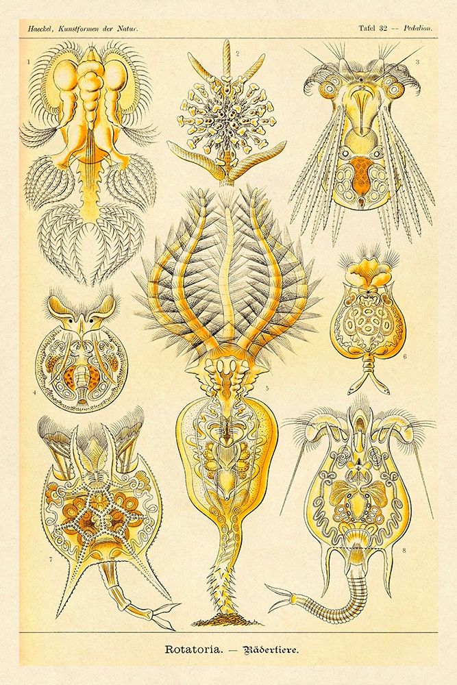Haeckel Nature Illustrations: Rotatoria, rotifera worms art print by Ernst Haeckel for $57.95 CAD