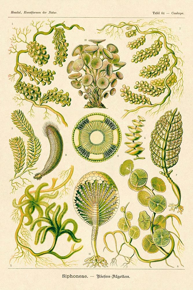 Haeckel Nature Illustrations: Siphoneae Hydrozoa art print by Ernst Haeckel for $57.95 CAD