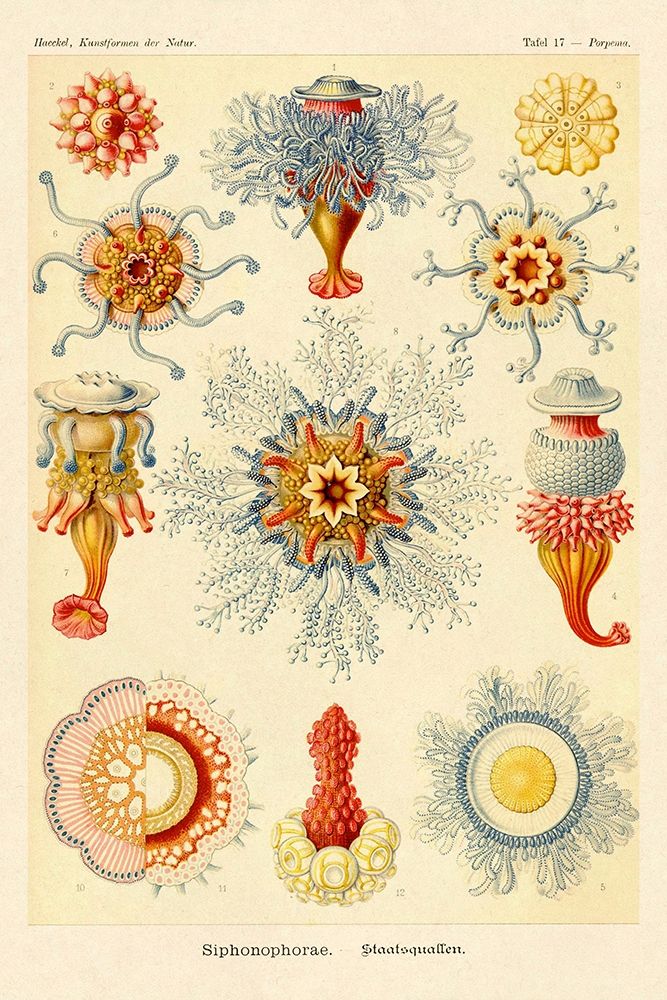Haeckel Nature Illustrations: Siphoneae Hydrozoa art print by Ernst Haeckel for $57.95 CAD
