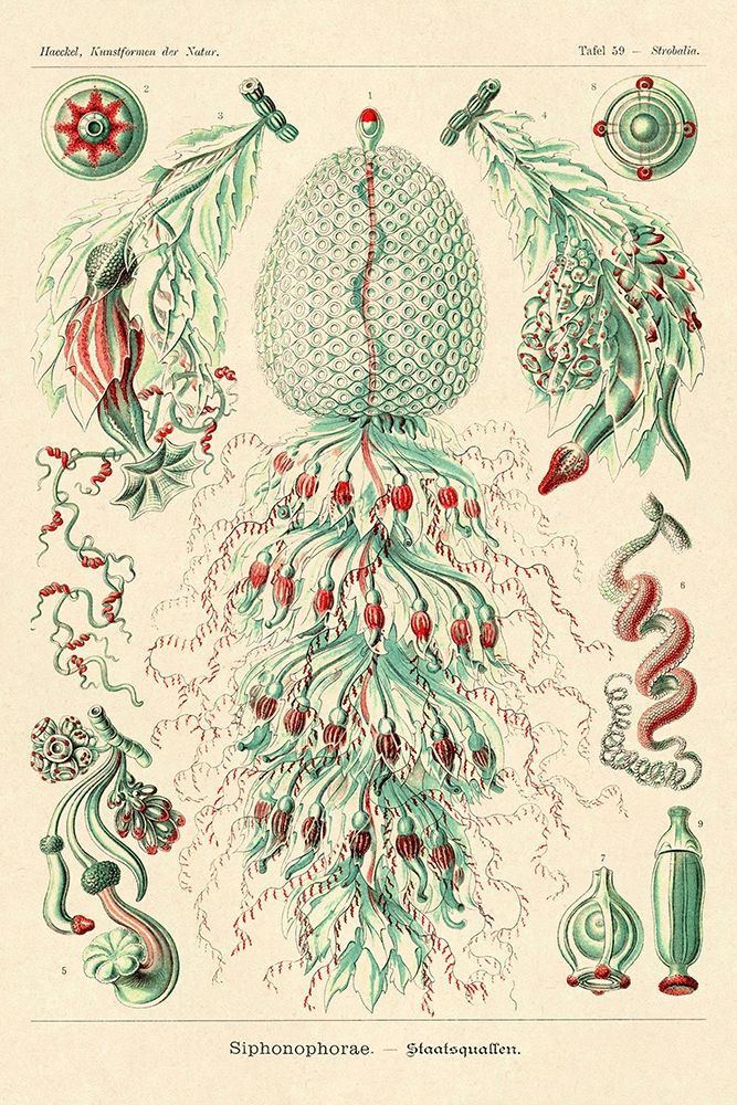 Haeckel Nature Illustrations: Siphoneae Hydrozoa art print by Ernst Haeckel for $57.95 CAD