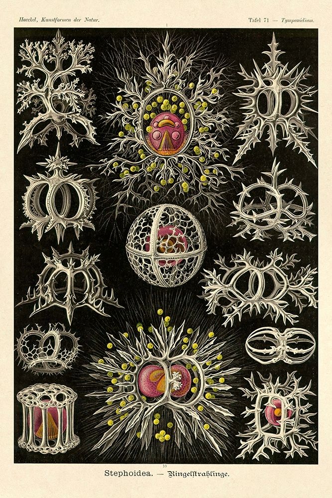 Haeckel Nature Illustrations: Stephoidea art print by Ernst Haeckel for $57.95 CAD