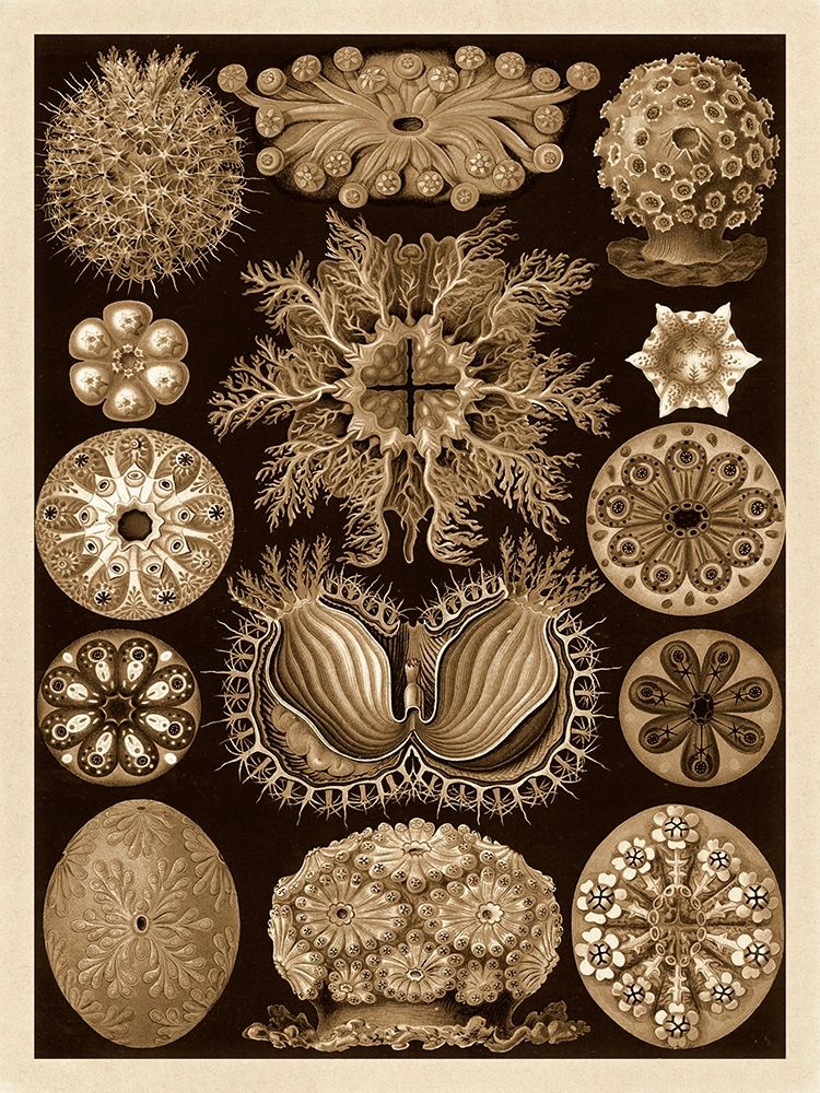 Haeckel Nature Illustrations: Ascidiae - Sepia Tint art print by Ernst Haeckel for $57.95 CAD