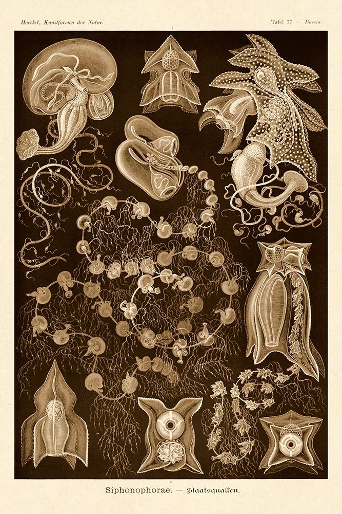 Haeckel Nature Illustrations: Siphoneae Hydrozoa - Sepia Tint art print by Ernst Haeckel for $57.95 CAD