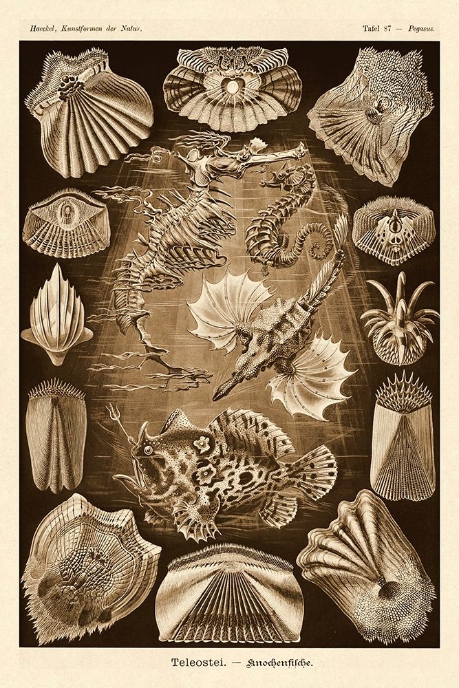 Haeckel Nature Illustrations: Teleostei, bony Fishes - Sepia Tint art print by Ernst Haeckel for $57.95 CAD