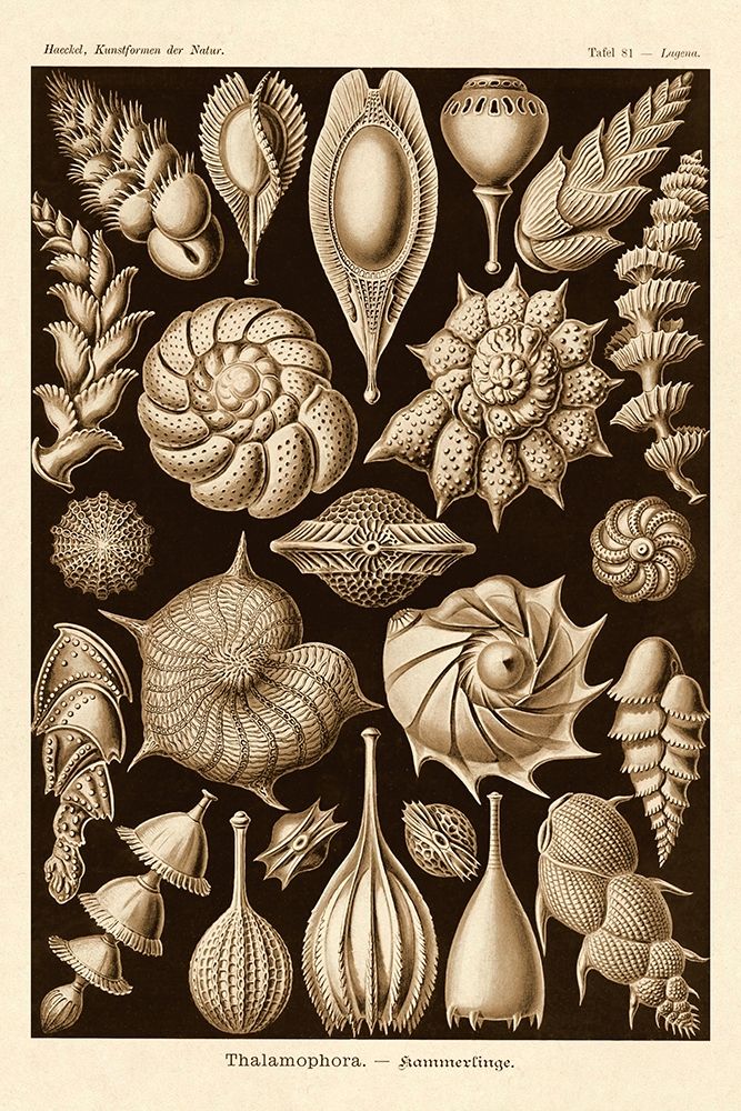 Haeckel Nature Illustrations: Thalamophora, Forminifera - Sepia Tint art print by Ernst Haeckel for $57.95 CAD