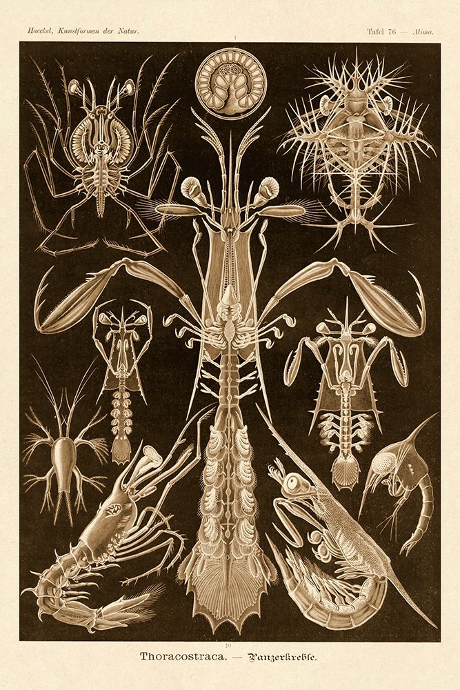 Haeckel Nature Illustrations: Thoracostraca, Crustaceans - Sepia Tint art print by Ernst Haeckel for $57.95 CAD