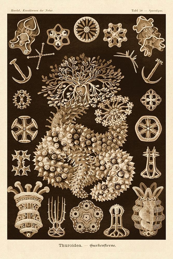 Haeckel Nature Illustrations: Sea Cucumbers - Sepia Tint art print by Ernst Haeckel for $57.95 CAD