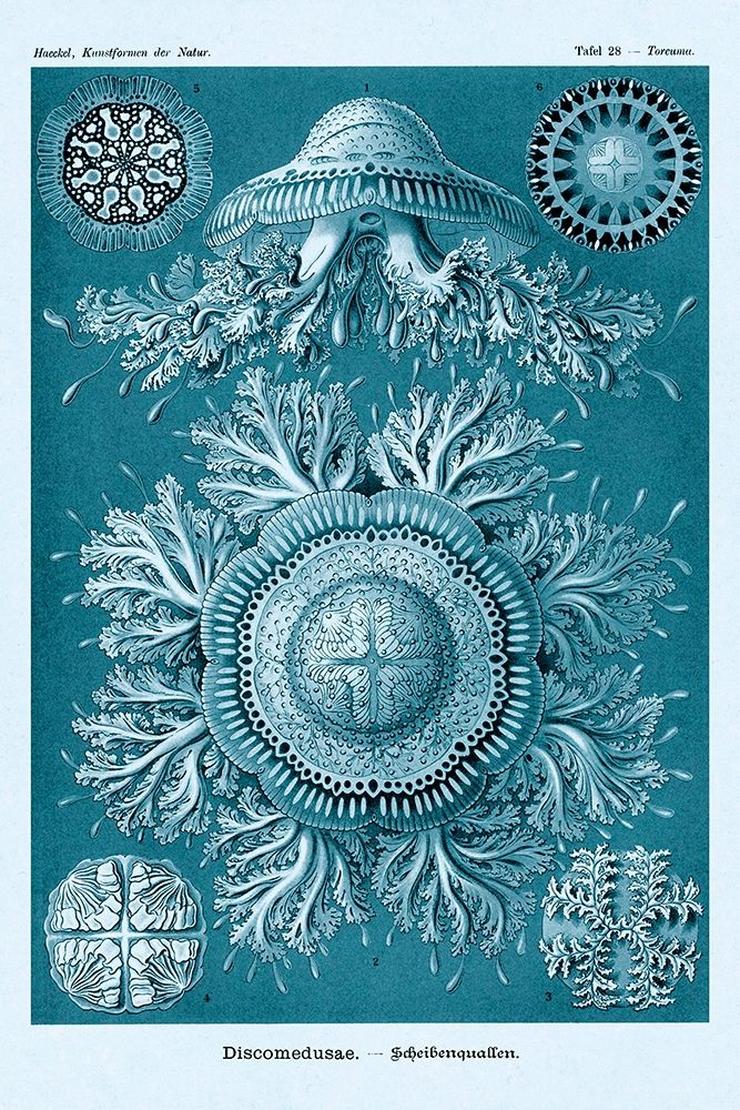 Haeckel Nature Illustrations: Jelly Fish - Blue-Green Tint art print by Ernst Haeckel for $57.95 CAD