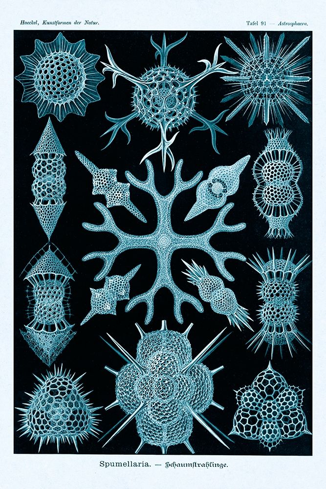 Haeckel Nature Illustrations: Spumellaria - Blue-Green Tint art print by Ernst Haeckel for $57.95 CAD