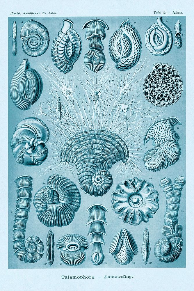Haeckel Nature Illustrations: Talamophora, Formanifera, Rhisopods - Blue-Green Tint art print by Ernst Haeckel for $57.95 CAD