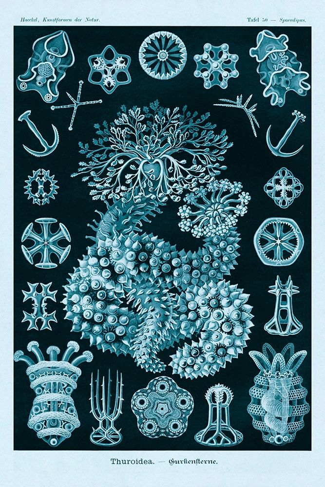 Haeckel Nature Illustrations: Sea Cucumbers - Blue-Green Tint art print by Ernst Haeckel for $57.95 CAD