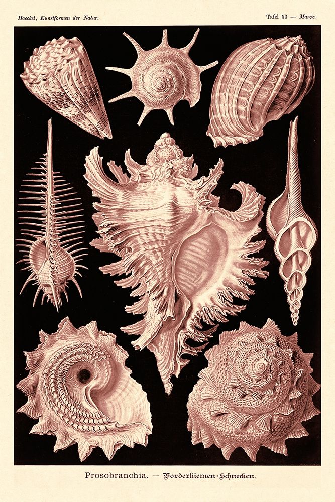 Haeckel Nature Illustrations: Gastropods - Rose Tint art print by Ernst Haeckel for $57.95 CAD