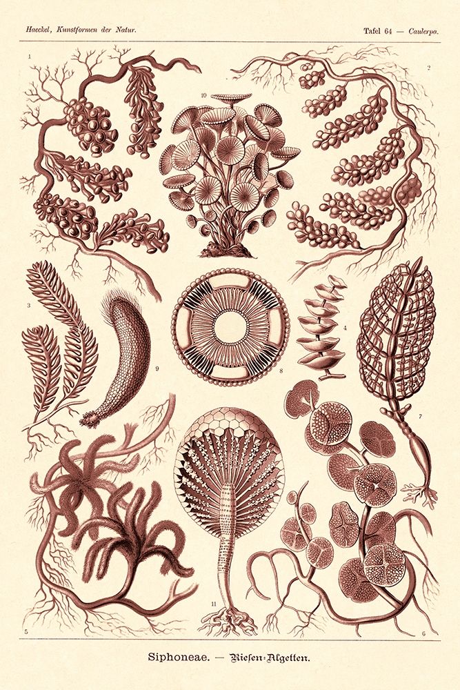 Haeckel Nature Illustrations: Siphoneae Hydrozoa - Rose Tint art print by Ernst Haeckel for $57.95 CAD