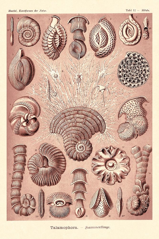 Haeckel Nature Illustrations: Talamophora, Formanifera, Rhisopods - Rose Tint art print by Ernst Haeckel for $57.95 CAD
