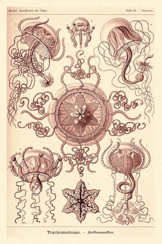 Haeckel Nature Illustrations: Trachomedusae - Jellyfish - Rose Tint art print by Ernst Haeckel for $57.95 CAD