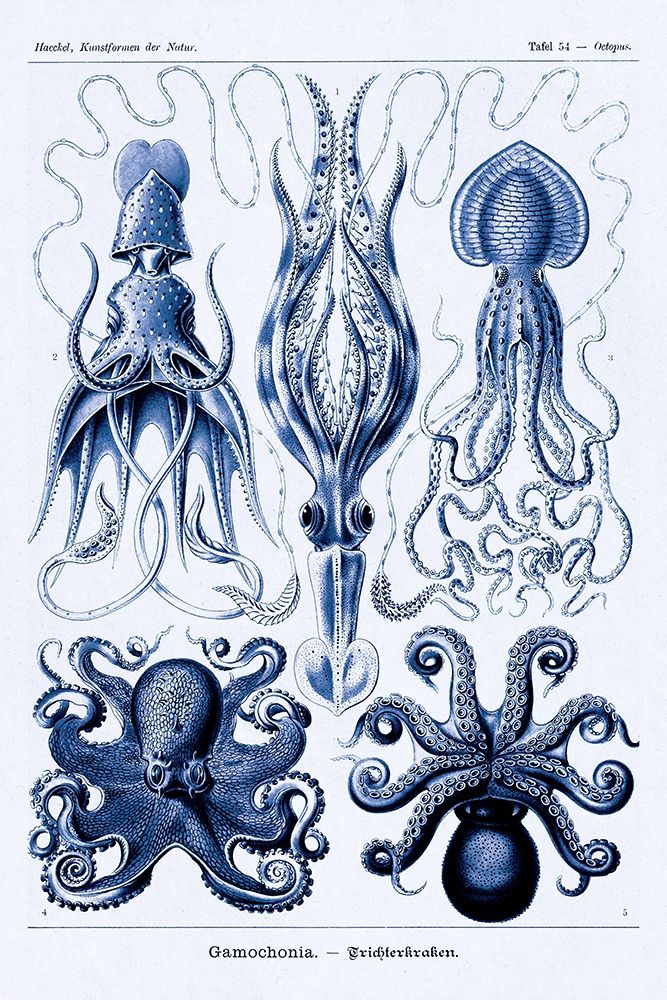 Haeckel Nature Illustrations: Jelly Fish - Dark Blue Tint art print by Ernst Haeckel for $57.95 CAD