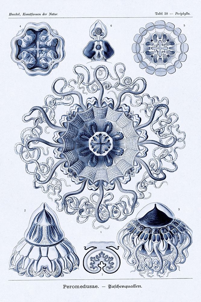 Haeckel Nature Illustrations: Polycytaria Radiolaria - Dark Blue Tint art print by Ernst Haeckel for $57.95 CAD