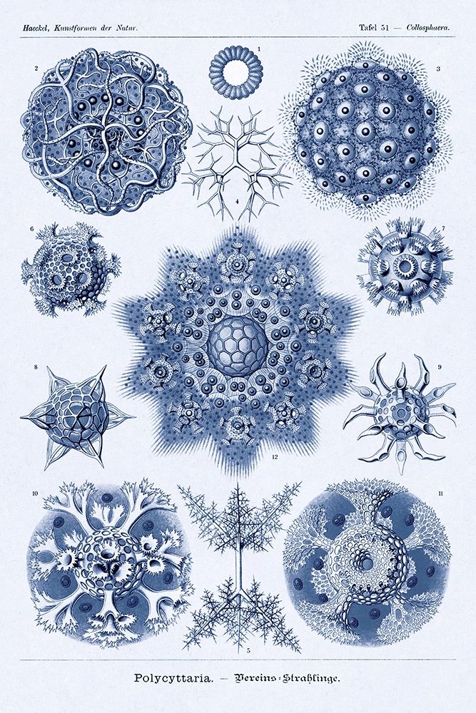 Haeckel Nature Illustrations: Siphoneae Hydrozoa - Dark Blue Tint art print by Ernst Haeckel for $57.95 CAD