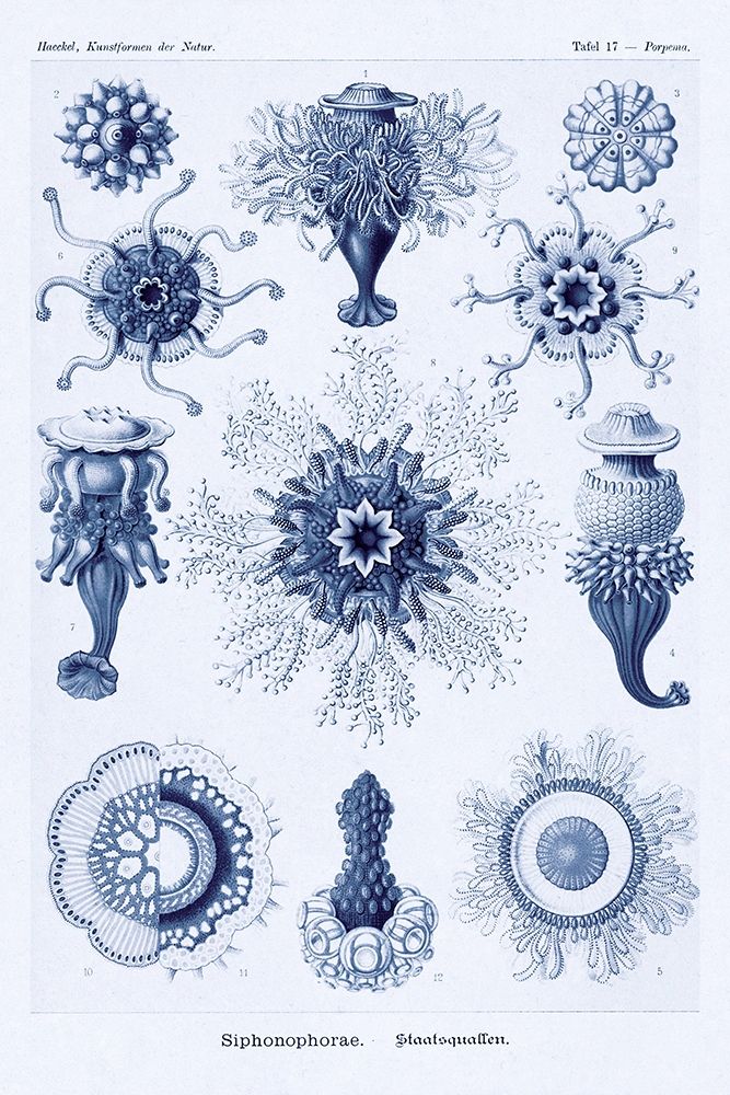 Haeckel Nature Illustrations: Siphoneae Hydrozoa - Dark Blue Tint art print by Ernst Haeckel for $57.95 CAD