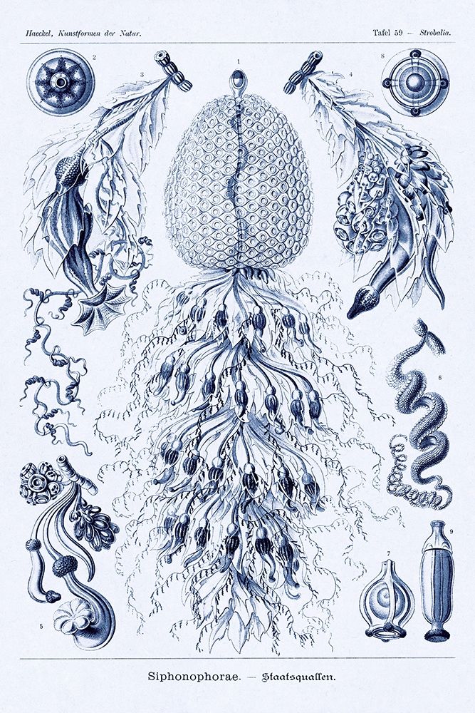 Haeckel Nature Illustrations: Siphoneae Hydrozoa - Dark Blue Tint art print by Ernst Haeckel for $57.95 CAD