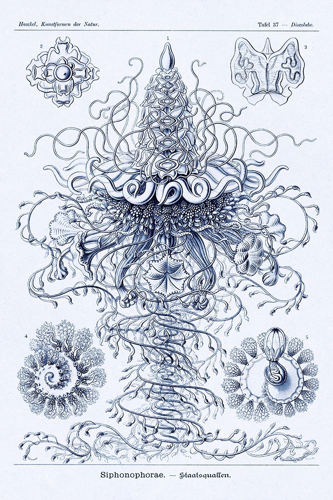 Haeckel Nature Illustrations: Tubularida - Tubularians - Dark Blue Tint art print by Ernst Haeckel for $57.95 CAD