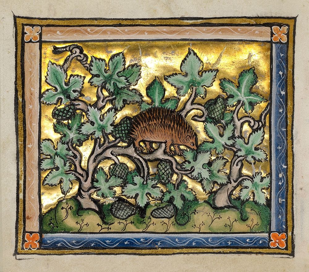 A Hedgehog (detail) art print by Franco-Flemish 13th Century for $57.95 CAD