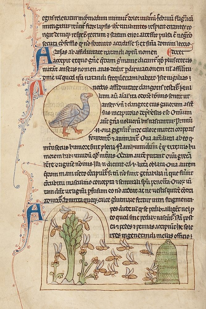 A Duck; Bees art print by English 13th Century for $57.95 CAD