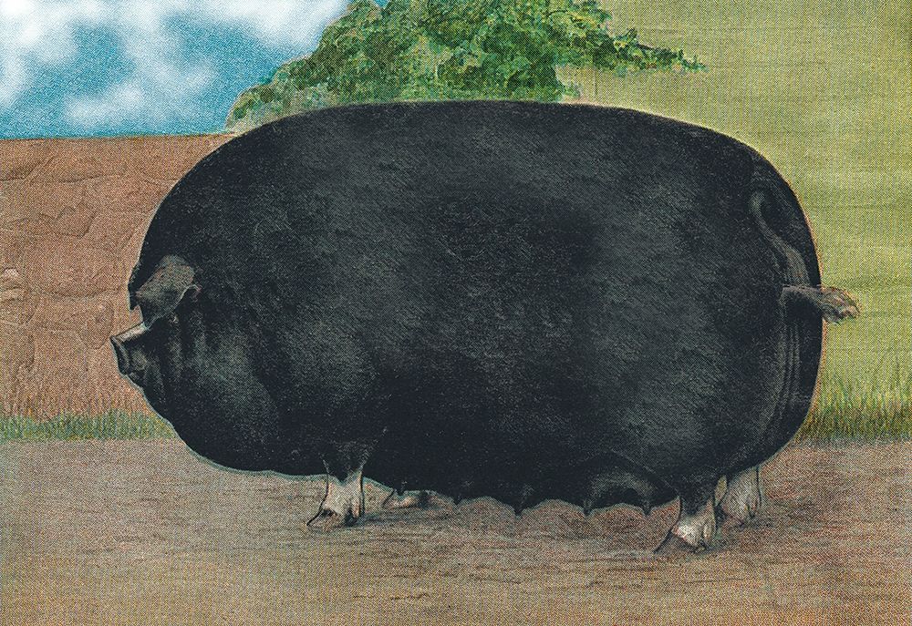 Pigs and Pork: Champion Sow art print by Advertisement for $57.95 CAD