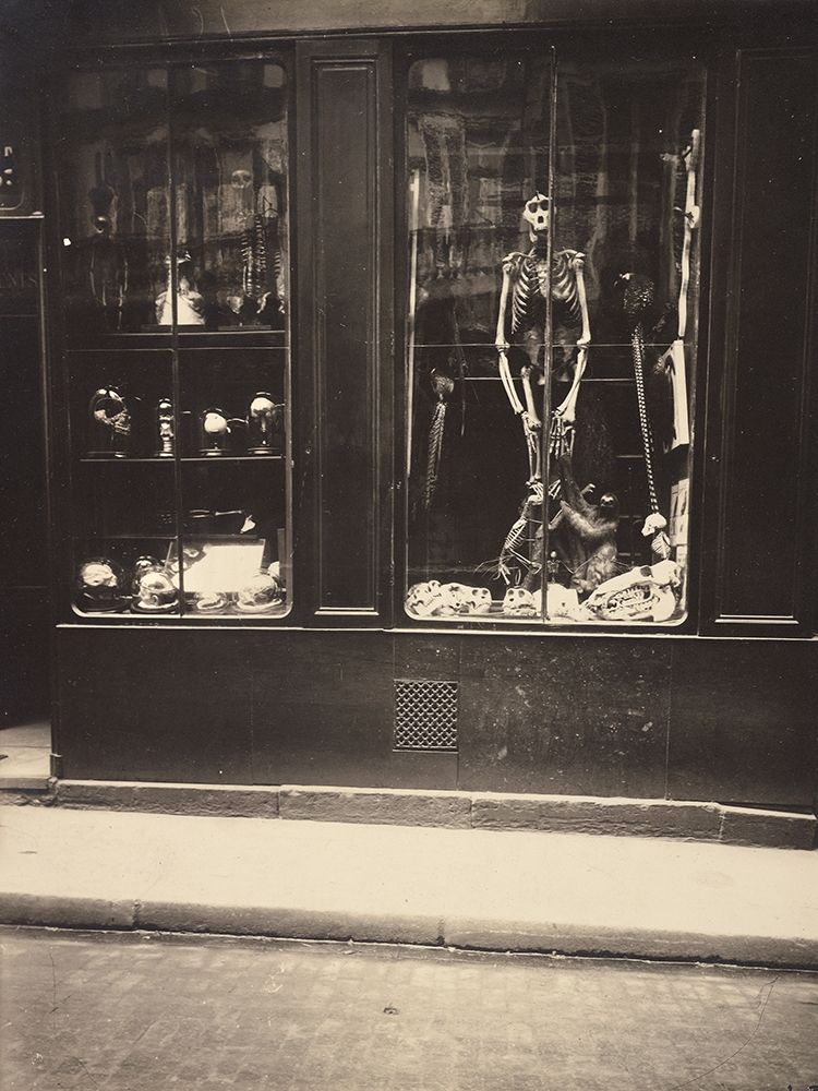 Zoologists Shop art print by Eugene Atget for $57.95 CAD