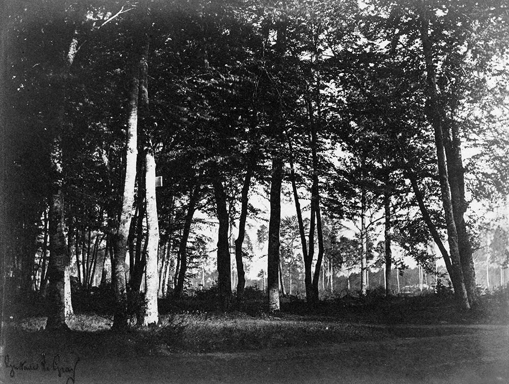 Fontainebleau, 1849 - Study of Trees and Pathways art print by Gustave Le Gray for $57.95 CAD