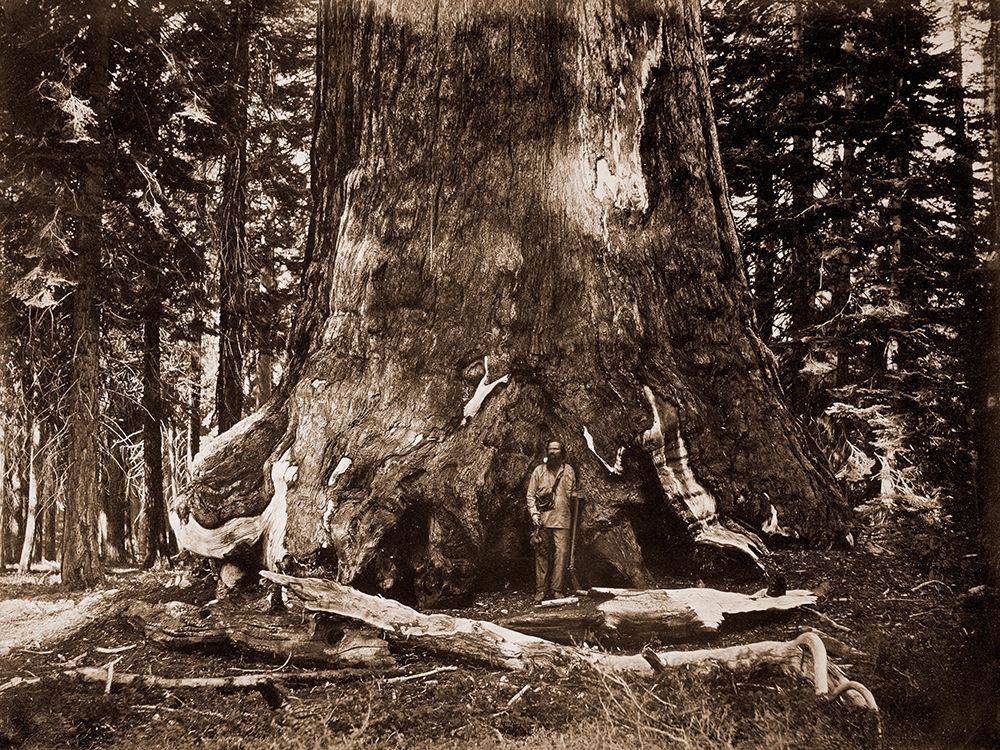 The Grizzly Giant - 33 feet diameter - with Galen Clark, MariVintagea Grove, Yosemite, California, art print by Carleton Watkins for $57.95 CAD