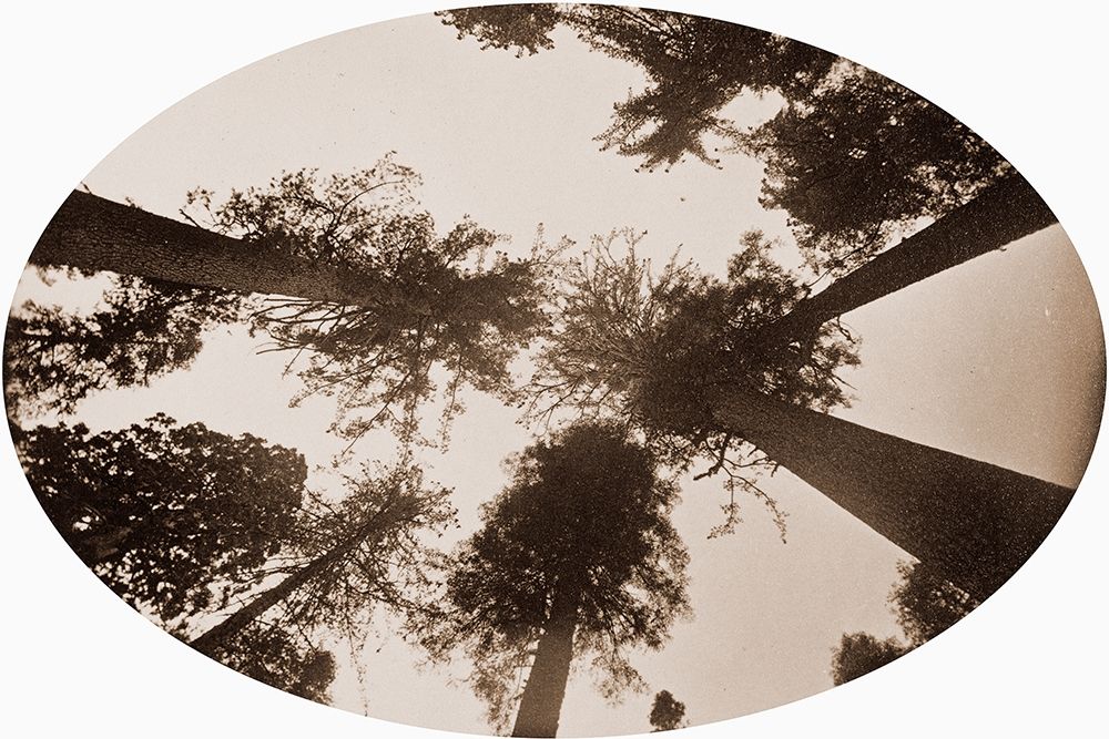 Among The Tree Tops Calaveras Grove art print by Carleton Watkins for $57.95 CAD