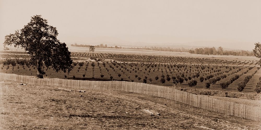 Young Orchard, Palermo, Butte County, California, 1888-1891 art print by Carleton Watkins for $57.95 CAD