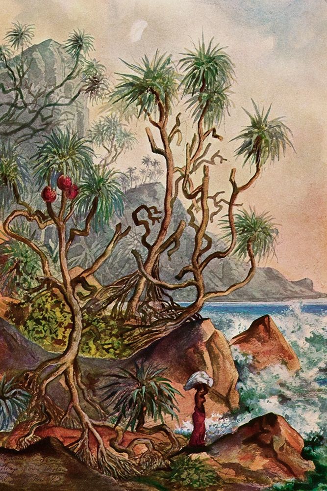 Pandanus bei Matura Schraubenpalmen an der Sudkuste von Ceylon art print by Ernst Haeckel for $57.95 CAD