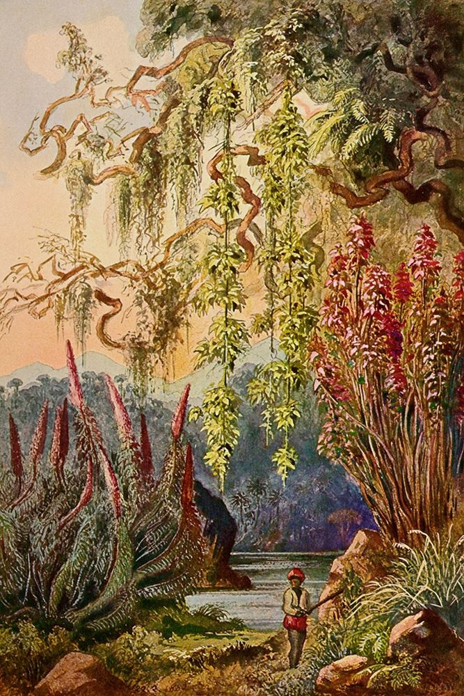 Nillu-Busche und Hangebambusen Hochland von Ceylon art print by Ernst Haeckel for $57.95 CAD