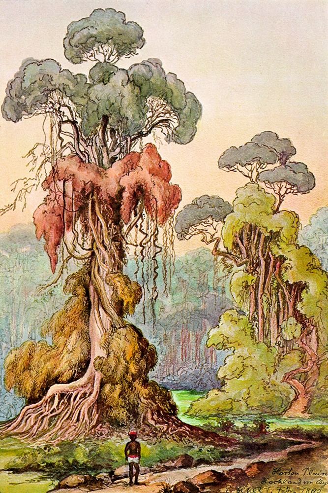 Lianen-Mantel an Saulenbaumen Hochland von Ceylon art print by Ernst Haeckel for $57.95 CAD