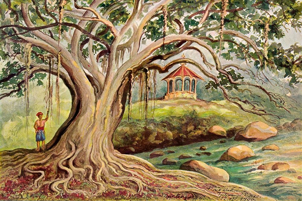 Gummibaum auf Java Ficus elastica in Buitenzorg art print by Ernst Haeckel for $57.95 CAD
