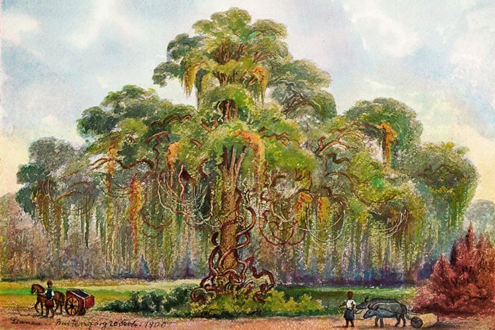 Terminalia auf Java Riesenbaum mit Lianen art print by Ernst Haeckel for $57.95 CAD