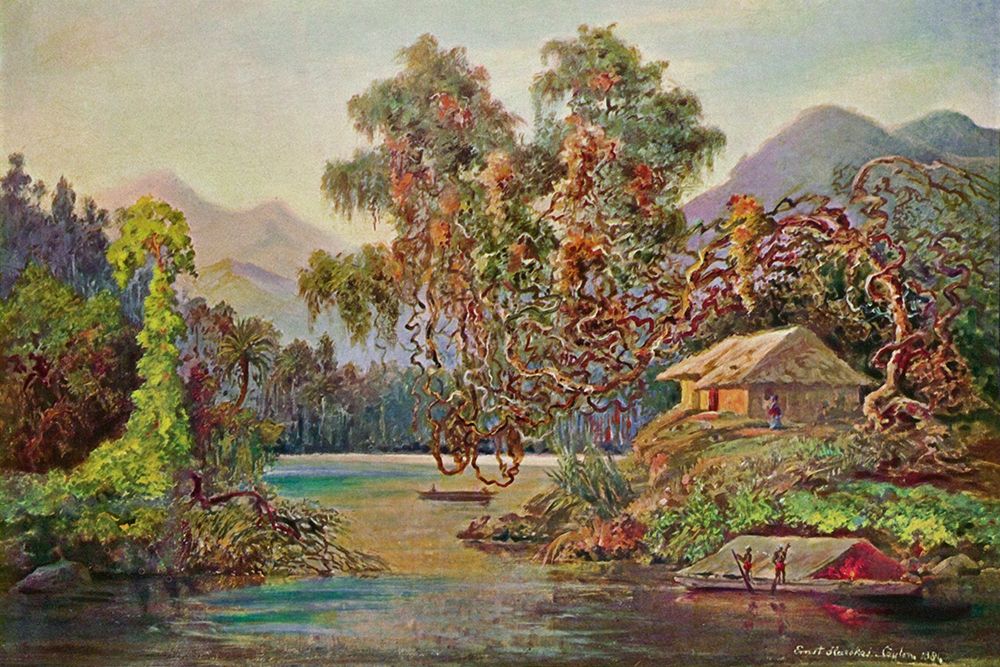 Aralien mit Lianen am Schwarzen Flusse (Ceylon) art print by Ernst Haeckel for $57.95 CAD