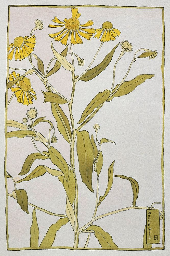 Sneeze Weed art print by Hannah Borger Overbeck for $57.95 CAD