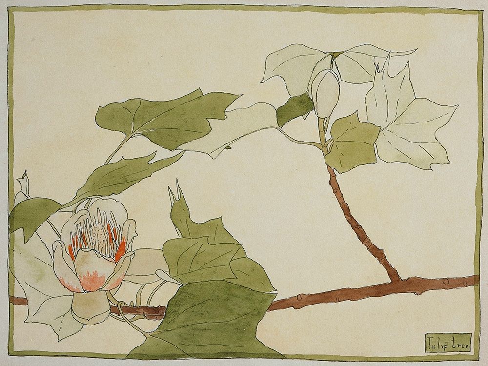 Tulip Tree art print by Hannah Borger Overbeck for $57.95 CAD