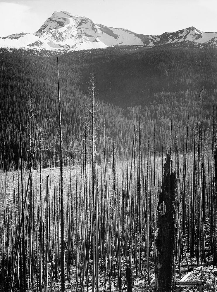 Burned Area, Glacier National Park, Montana - National Parks and Monuments, 1941 art print by Ansel Adams for $57.95 CAD