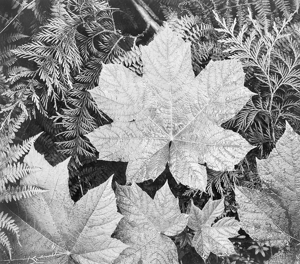 Leaves, Glacier National Park, Montana - National Parks and Monuments, 1941 art print by Ansel Adams for $57.95 CAD