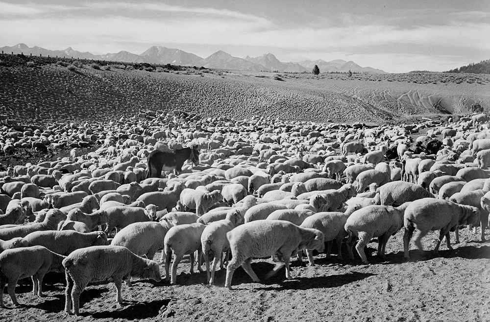 Flock in Owens Valley - National Parks and Monuments, 1941 art print by Ansel Adams for $57.95 CAD