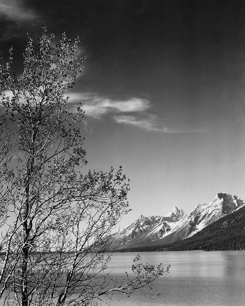 View of mountains with tree in foreground, Grand Teton National Park, Wyoming, 1941 art print by Ansel Adams for $57.95 CAD