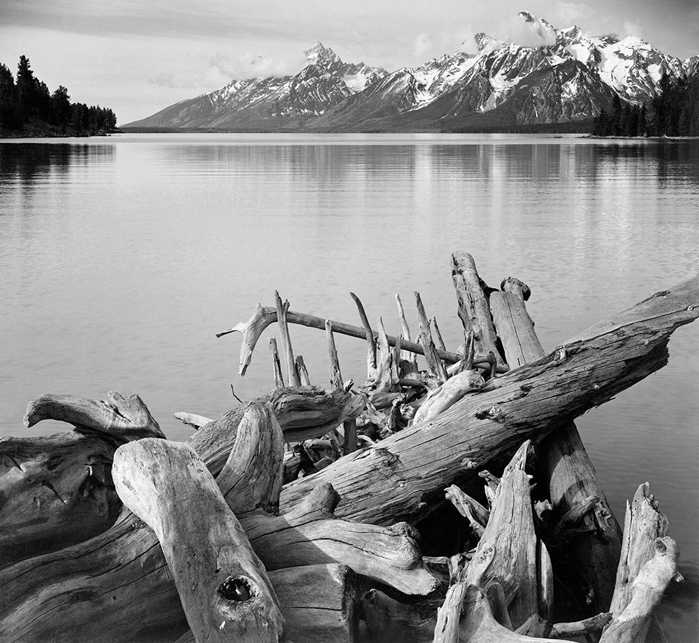 Driftwood on shore of Jackson Lake, with Teton Range in background, Grand Teton National Park, Wyomi art print by Ansel Adams for $57.95 CAD