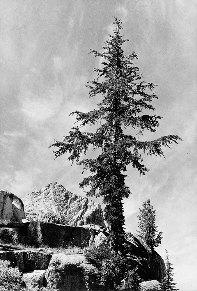 Tree and unnamed peak, Kings River Canyon,  proposed as a national park, California, 1936 art print by Ansel Adams for $57.95 CAD