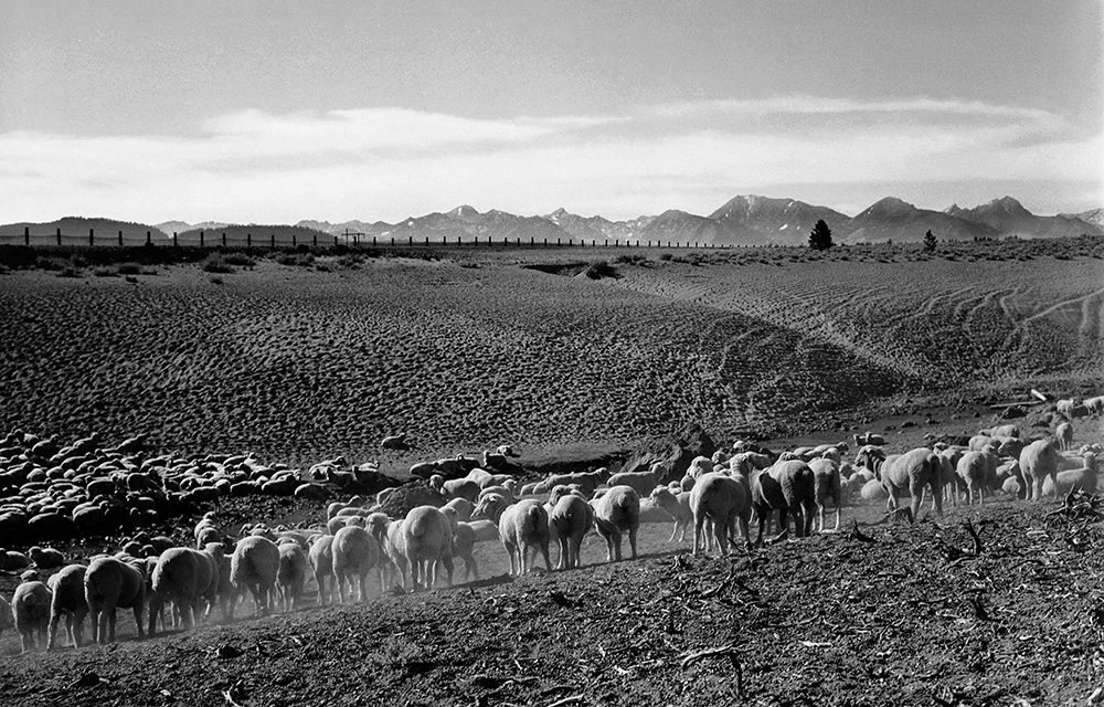 Flock in Owens Valley, California, 1941 art print by Ansel Adams for $57.95 CAD