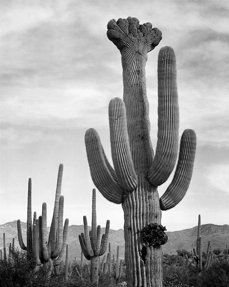 Full view of cactus with others surrounding, Saguaros, Saguaro National Monument, Arizona, ca. 1941- art print by Ansel Adams for $57.95 CAD