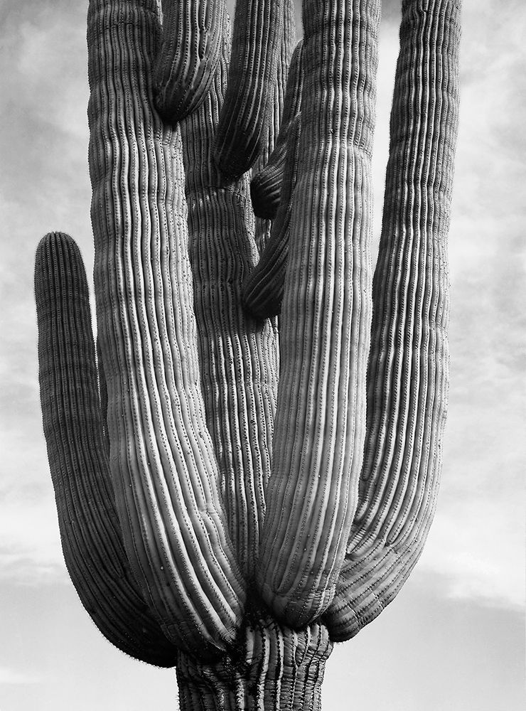 Detail of cactus Saguaros, Saguro National Monument, Arizona, ca. 1941-1942 art print by Ansel Adams for $57.95 CAD